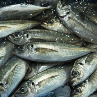 【アジの調理法】から【旬の食べ方】まで | アジに合うお酒は?