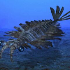 🦈　実在した海の巨大生物！　🦖