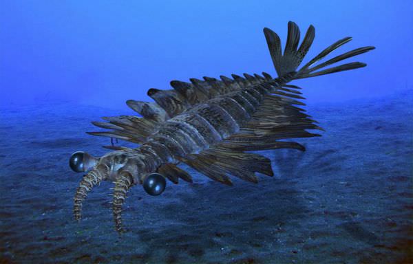 実在した海の巨大生物 Wild Scene Wild Scene公式オンラインショップ