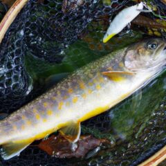 遊魚券って知ってる？渓流釣りでのルール【基礎知識】