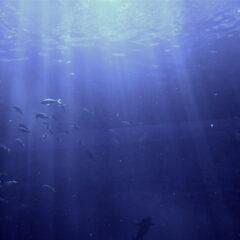 もう一つの宇宙『深海』の神秘