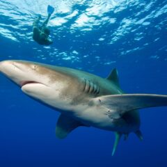 🎣【危険生物】知らないと危ない！海で注意すべき危険生物【アウトドア】🌊