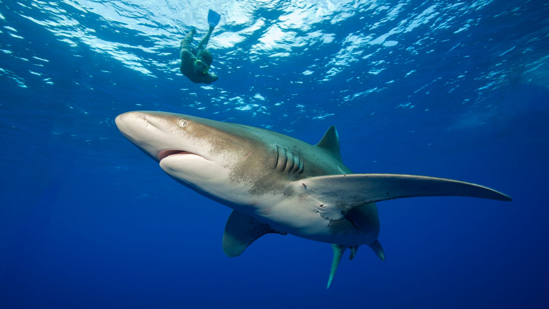 危険生物 知らないと危ない 海で注意すべき危険生物 アウトドア Wild Scene Wild Scene公式オンラインショップ