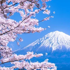 🌲春よこい。静岡西部の絶景お花見スポット🌸