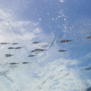 和歌山県 ルアー釣り|【水の国】期待値が高いポイントが目白押し!