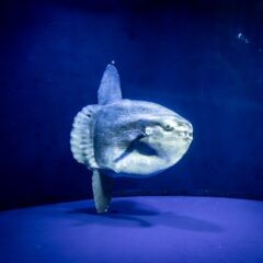 謎多き不思議な魚『マンボウ』を知ろう！