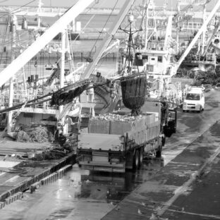 青森でイカ・鯖が獲れなくなる?『日本近海に起きている異変』