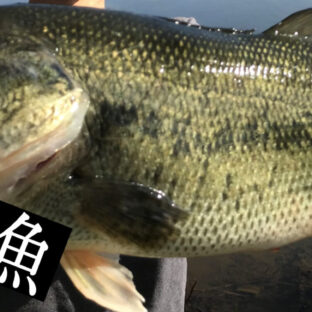 🐟 外来魚=悪では無い❓意外と知らない『外来魚の本当の問題点』