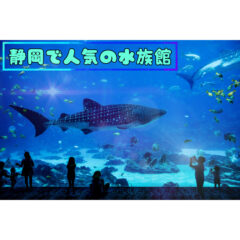 【2022年版】たまには家族で魚鑑賞を♪静岡で人気の水族館！【釣育】