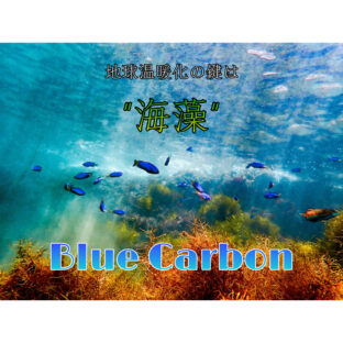 【温暖化】海藻が地球を救う！？『海の脱炭素』ブルーカーボンとは？【環境問題】