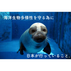 【環境保護】『海洋生物多様性』を守るために日本が行っている事【SDGs】