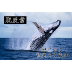 【環境問題】『鯨は脱炭素の希望！』1匹で「数千本の木」相当の炭素除去をしている事が判明！【驚愕】
