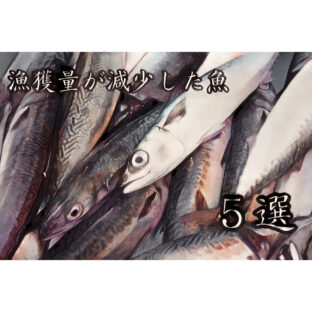 【漁業】30年前に比べて漁獲量が減少した魚ランキング！【環境問題】