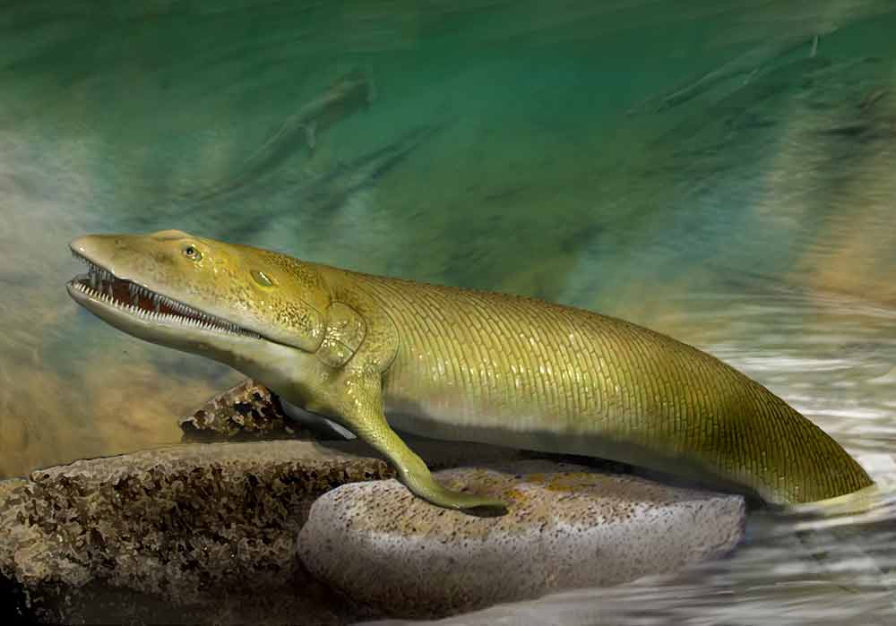 魚類】魚の歴史『魚はどういう進化をしてきたのか？』【原始