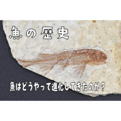 【魚類】魚の歴史『魚はどういう進化をしてきたのか？』【原始】