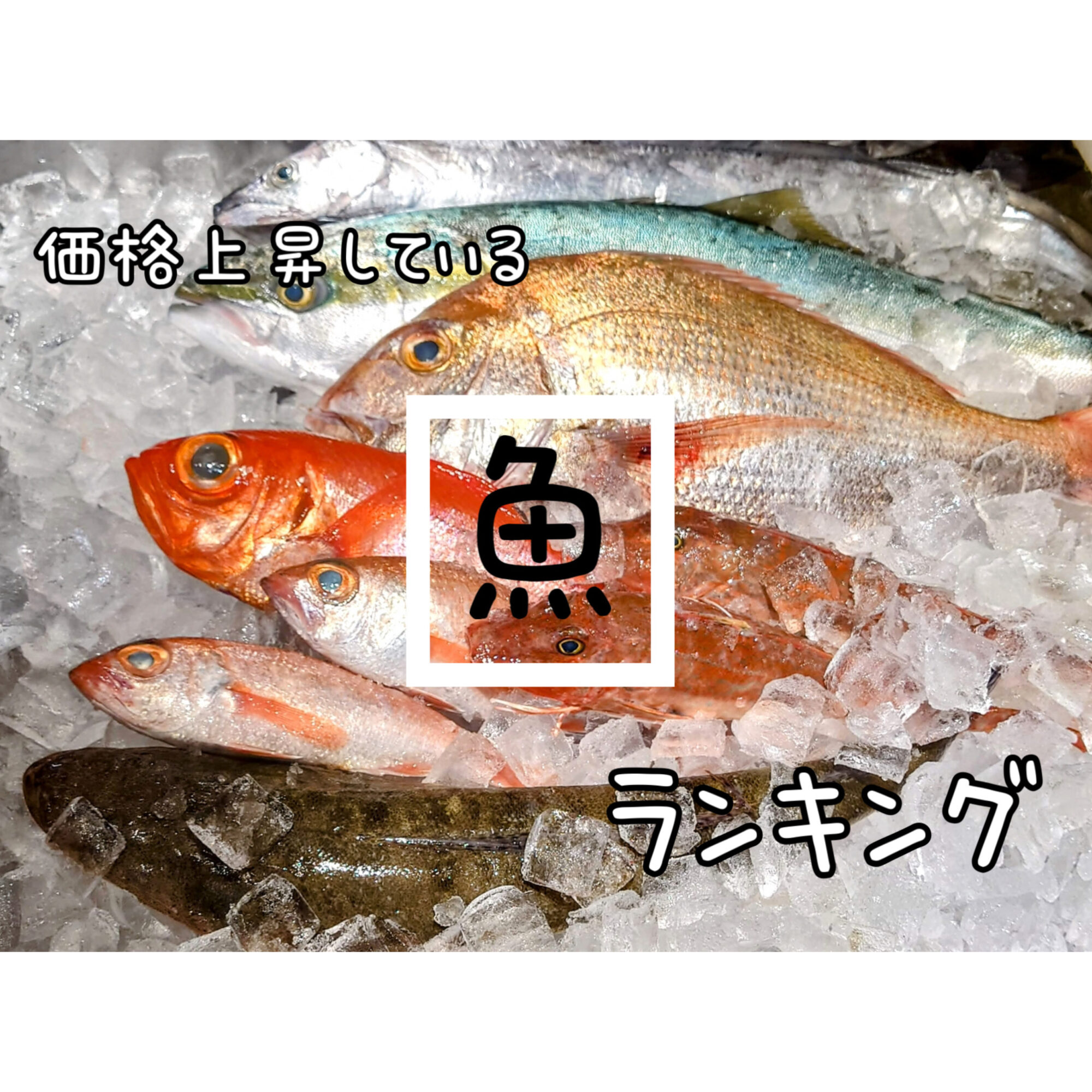 値下げ 超希少 大きな鉄魚 鉄魚（てつぎょ） - YouTube