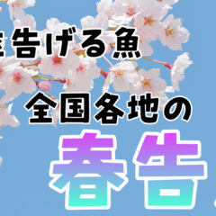 【３月】全国各地の春を告げる魚『春告魚（はるつげうお）』とは？【春】