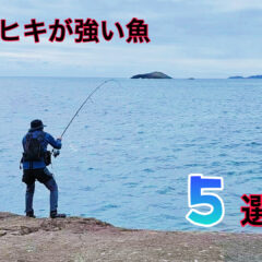 【釣り】強烈！引きが強い魚５選！【大物】【ランキング】
