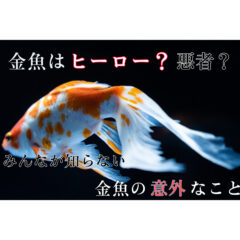 【魚】悪者？ヒーロー？金魚についての実話（実は）な話【環境】