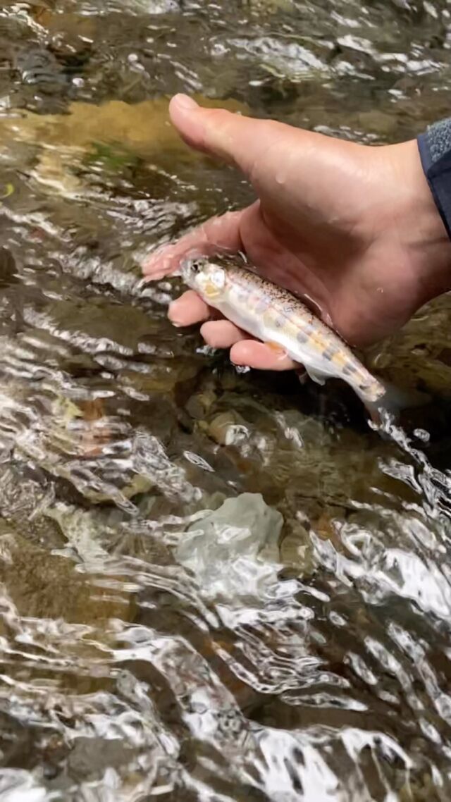 天然アマゴ。
美しさに息が溢れる。