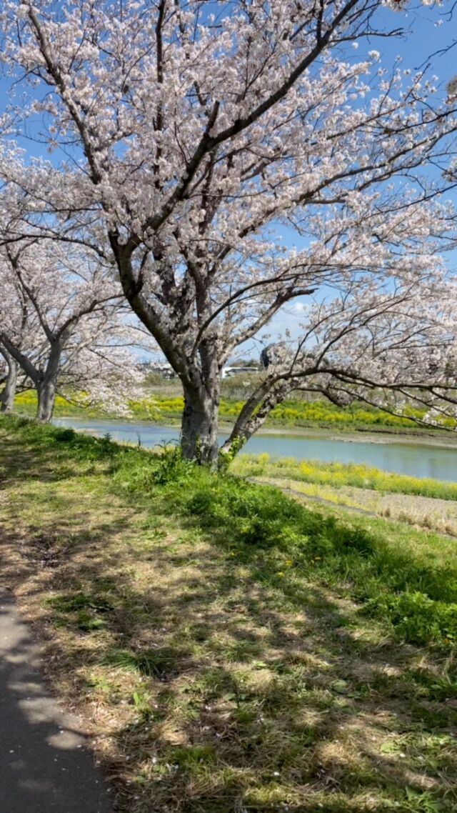 SAKURA。
beauty of japan