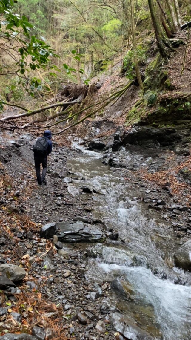 野生のアマゴ。